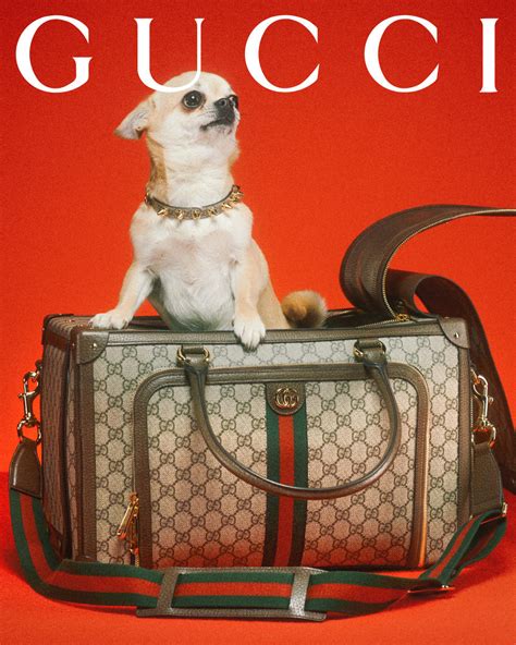 gucci pet roze|gucci designer dog clothing.